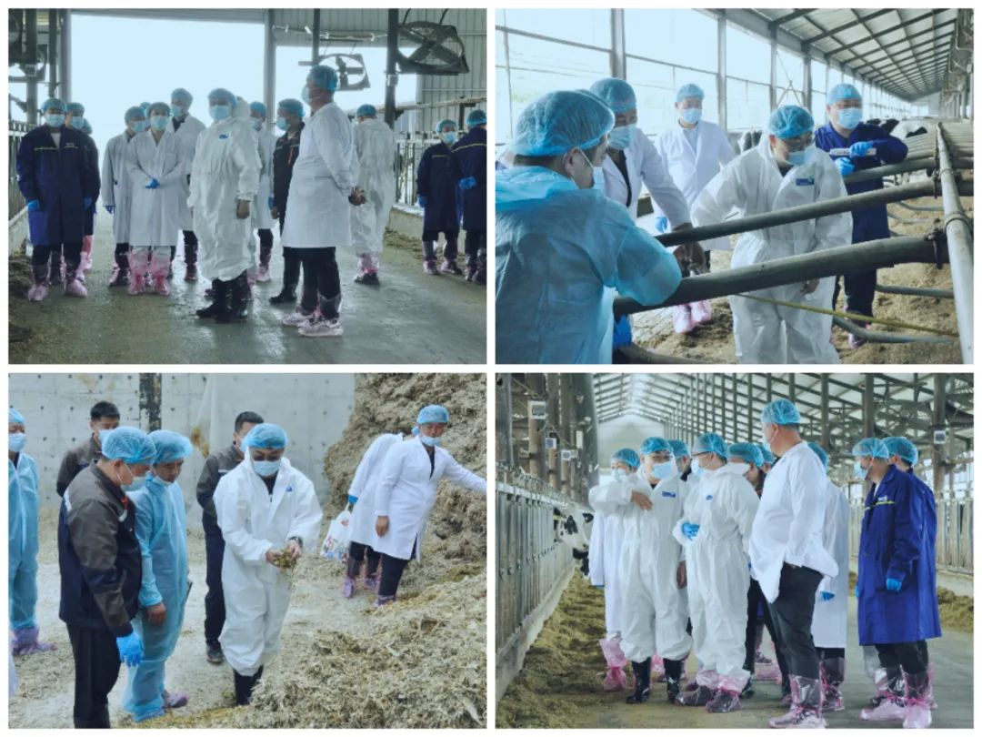 花花牛丨國(guó)家奶牛產(chǎn)業(yè)技術(shù)體系首席科學(xué)家、中國(guó)農(nóng)業(yè)大學(xué)教授李勝利一行蒞臨花花牛魯山瑞亞參觀調(diào)研