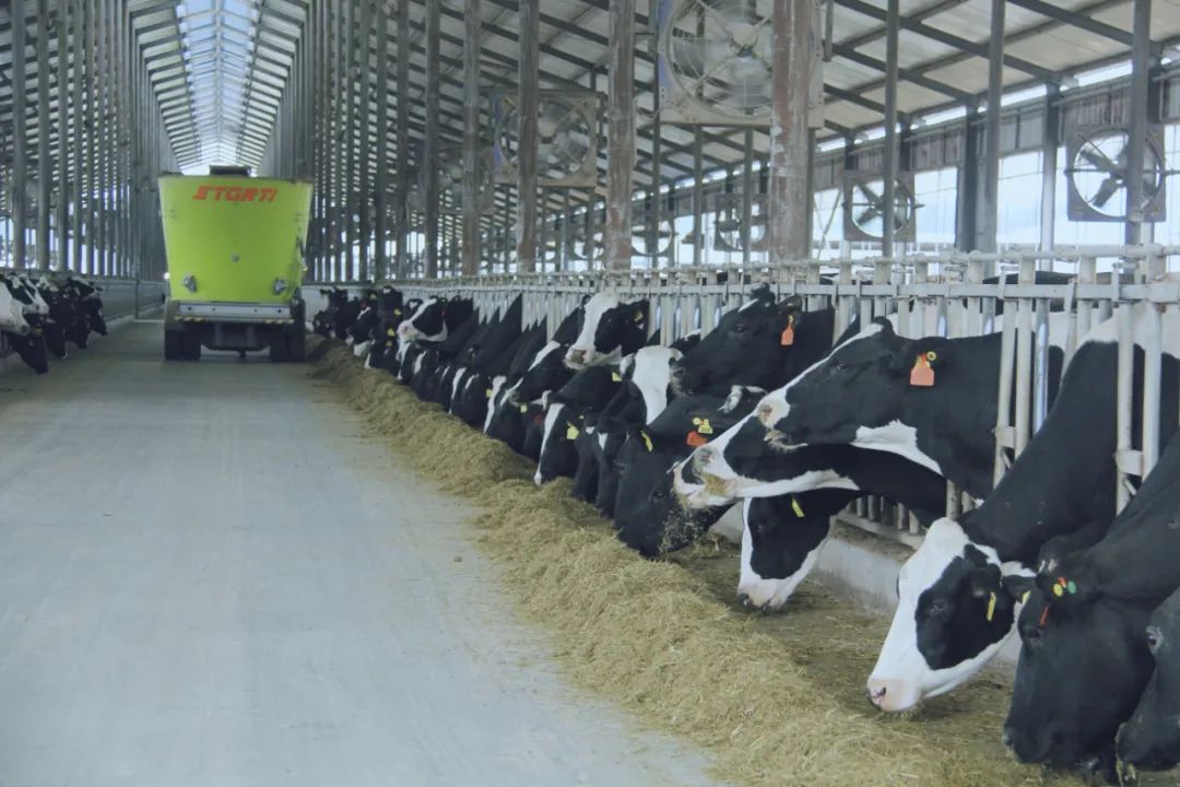 花花牛丨駐馬店市遂平縣政協(xié)黨組書記、主席張衛(wèi)東一行蒞臨花花牛魯山瑞亞牧場(chǎng)參觀