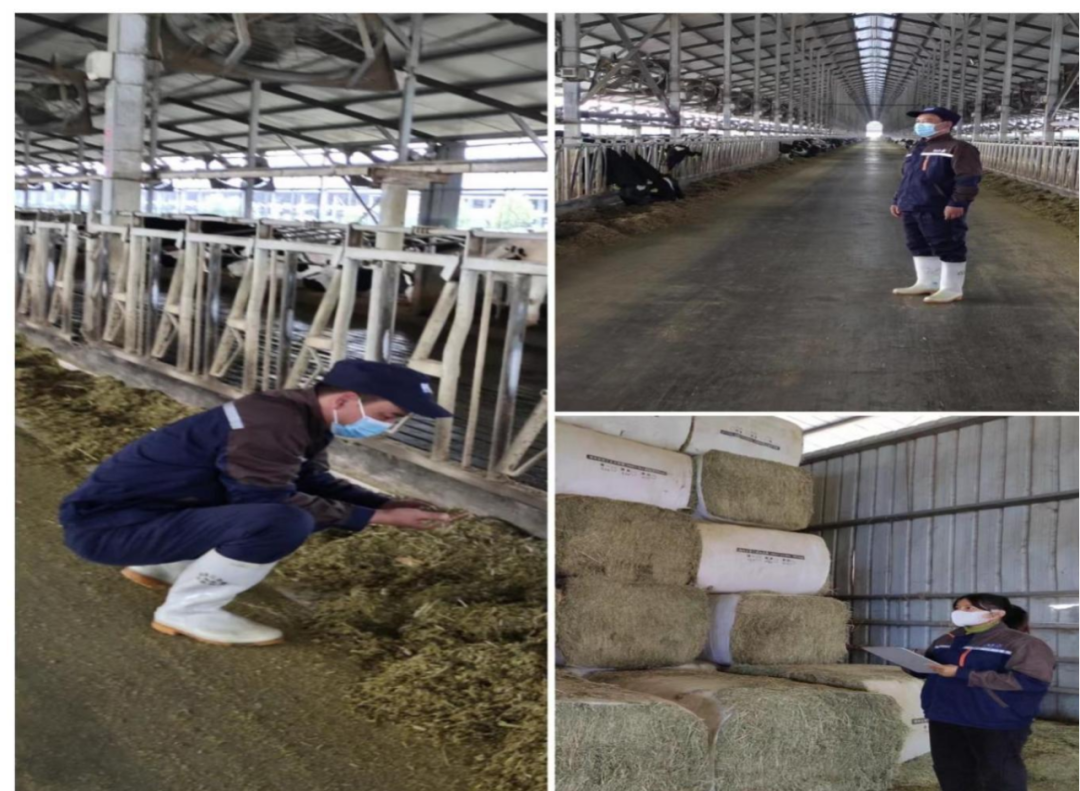 花花牛丨點點微光匯星河——養(yǎng)殖事業(yè)部抗疫保生產側記