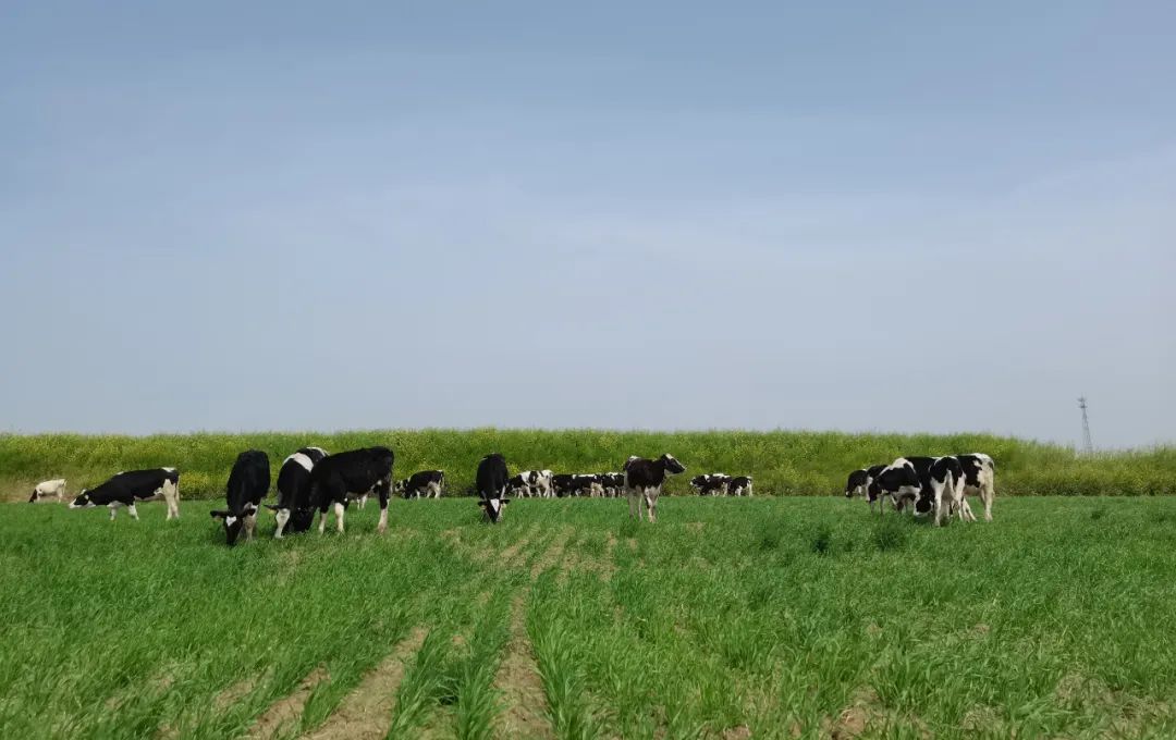繼往開來 · 再創(chuàng)輝煌 | 花花牛乳業(yè)集團(tuán)召開9月營銷、養(yǎng)殖及飼料月度經(jīng)營工作會(huì)議