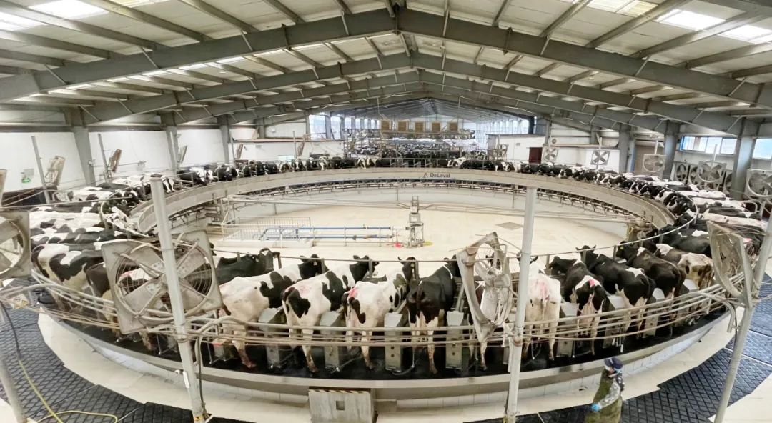 凝心聚力·贏創(chuàng)未來 | 花花牛乳業(yè)集團(tuán)召開營銷、養(yǎng)殖及飼料經(jīng)營工作會議