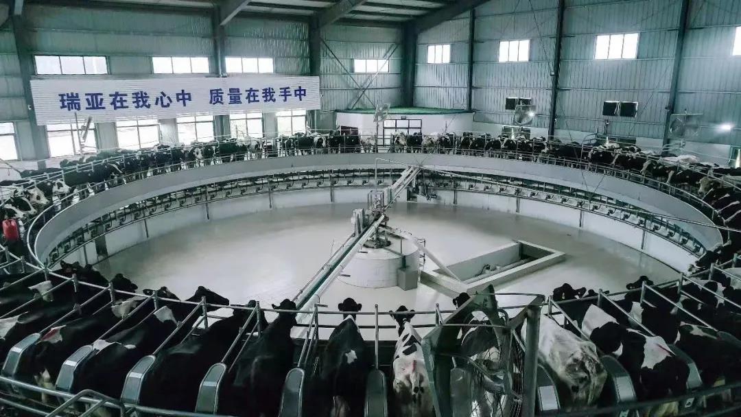 快訊 | 駐馬店市委副書記、市長李躍勇一行蒞臨花花牛乳業(yè)集團(tuán)平輿瑞亞牧場調(diào)研